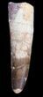 Spinosaurus Tooth - Large Root Section #40336-2